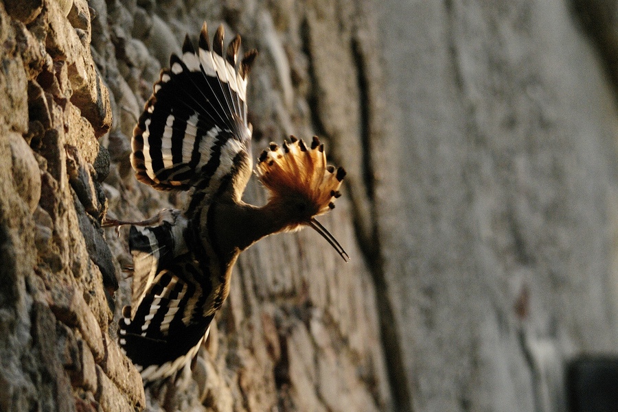 Mai guardato l''upupa in controluce?